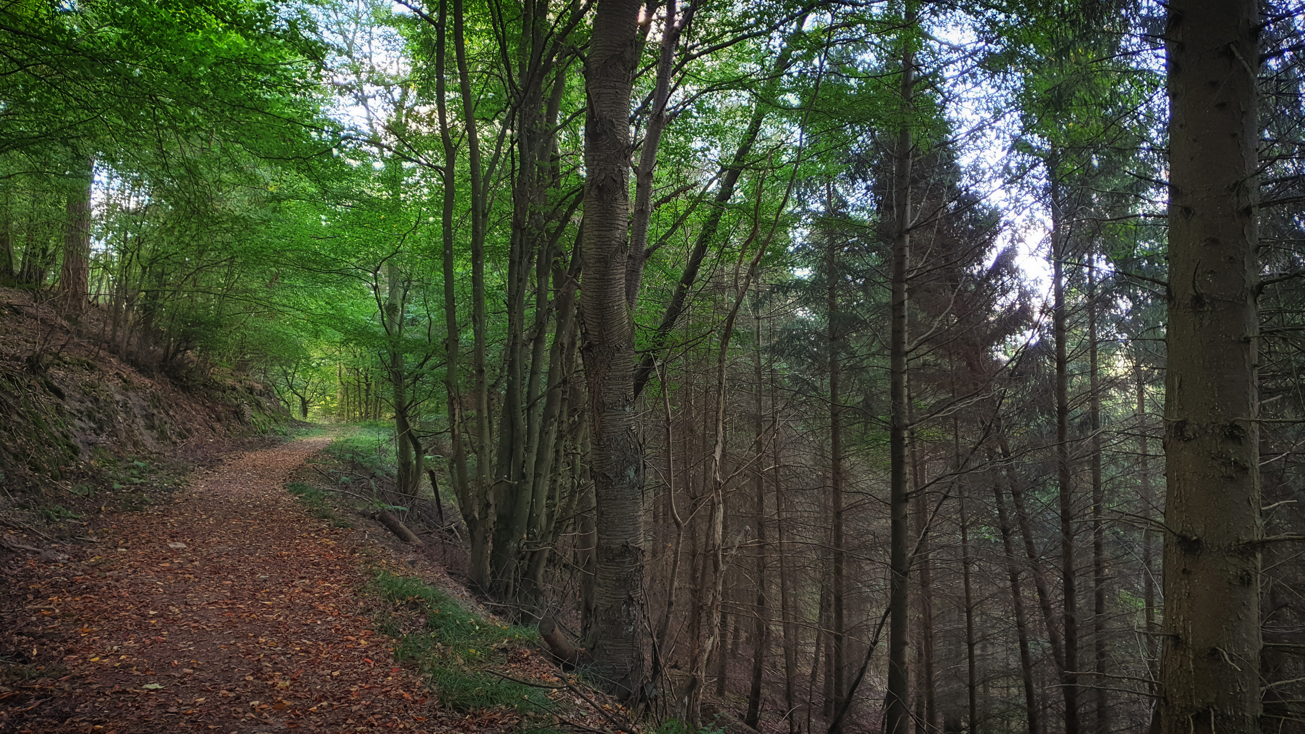Waldweg im Hebrst